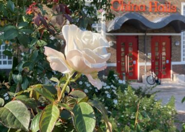 A pink rose is pictured in front of the red doors of Spode Works.