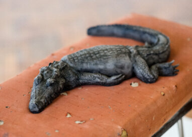 A clay crocodile lays on a fabric stool, as part of Dorcas Casey's work at the 2023 British Ceramics Biennial.
